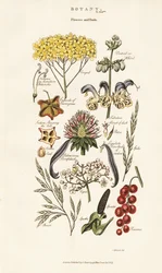 Blomster- og frugtarrangementer