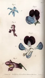 Blomstring af officinale borage og ærter (bælgfrugter). Farvet kobberstik, illustration af Sydenham Edwards (1768-1819) til Conferences of Botanical, Botanical Garden of Lambeth (England)