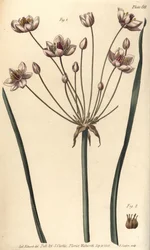 Blomstrende siv, Butomus umbellatus, Hexagynia, hermafroditblomst 1 og pistilla 2. Håndfarvet kobberstik af F. Sansom af en botanisk illustration af Sydenham Edwards til William Curtis