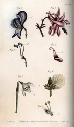 Blomster af aconit, ancholia, galanthus, hellebore og grædende pil, med detaljer af pistiller og etaminer). Nectarium af akonitten Aconitum (1,3), akeleje Aquilegia (2,4), vintergækken Galanthus (5), hellebore Helleborus (6) og pil Salix (7). Håndkol