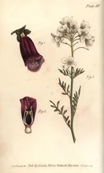 Rævehandske, Digitalis purpurea, Didynamia