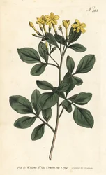 Duftende jasmine - sødeste jasmin, jasminum odoratissimum. Håndfarvet kobberplade -gravering af Sansom efter en illustration af Sydenham Edwards fra William Curtis 