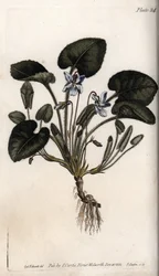 Duftende viol. Farvet kobberstik, illustration af Sydenham Edwards (1768-1819) til Conferences of Botanical, Botanical Garden of Lambeth (England)
