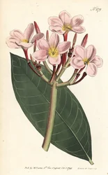 Frangipani - Frangipani eller rød plumeria, Plumeria rubra. Håndfarvet kobberstik af Sansom efter en illustration af Sydenham Edwards fra William Curtis