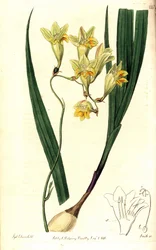 Freesia refracta (Reflex tritonia, Tritonia refracta). Håndfarvet kobberstik af Smith efter en botanisk illustration af Sydenham Edwards fra The Botanical Register, Ridgway, London
