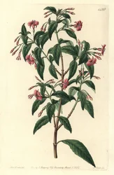 Fuschia variete - Stavforgrenet fuchsia, Fuchsia bacillaris. Naturlig hybrid mellem Fuchsia microphylla subsp. microphylla og Fuchsia thymifolia subsp. thymifolia. Håndkoloreret kobberstik af S. Watts efter en illustration af Sarah Drake fra Syd