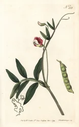 Gesse climene - Spansk vikke, Lathyrus clymenum (led-podded lathyrus, Lathyrus articulatus). Håndfarvet kobberstik af Sansom efter en illustration af Sydenham Edwards fra William Curtis