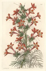 Gilie a coronope leaf or Ipomopside elegante - Water forte af S. Watts fra en illustration af Sarah Anne Drake (1803-1857), fra Botanical Register