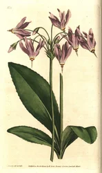 Giroselle of Virginia - Amerikansk ko-slip eller Mead