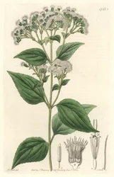 Glandular eupatorium, hjemmehørende i Mexico - S. Watts stærkt vand fra en illustration af M. Mart, fra det botaniske register