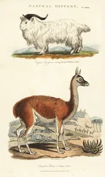 Ged og lama - Langhornet whidaw ged, Capra aegagrus og lama, Lama glama (Glama kamel, Camelus lama). Håndfarvet kobberstik efter Sydenham Edwards fra John Mason Goods Pantologia, a New Encyclopedia, G. Kearsley, London