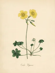Gedefodsvedsyre, Oxalis caprina. Taget fra en illustration af Sydenham Edwards i William Curtis
