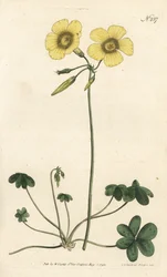 Gedefod - Gedefodsvedsyre, Oxalis caprina. Håndfarvet kobberstik af Sansom efter en illustration af Sydenham Edwards fra William Curtis