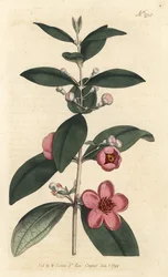 Stikkelsbær - Myrtle pink, Rhodomyrtus tomentosa (uldbladede myrte, Myrtus tomentosa). Håndfarvet kobberstik af Sansom efter en illustration af Sydenham Edwards fra William Curtis