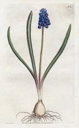 Druehyacint Litografi af Sydenham Edwards (1768-1819), tallerken fra Botanical Magazine af William Curtis (1746-1799)