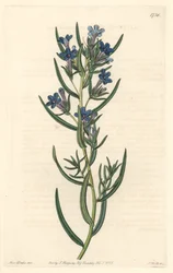 Gremil a rosmarinblade, hjemmehørende på Sicilien - Water forte af S. Watts fra en illustration af Sarah Anne Drake (1803-1857), fra det botaniske register