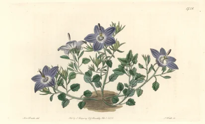 Hårbladet campanula, hjemmehørende i Italien - Stærkt vand af S. Watts efter en illustration af Sarah Anne Drake (1803-1857), fra Botanical Register