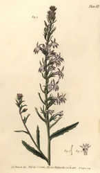 Heath lobelia, Lobelia urens, Polygamia monogamia. Håndfarvet kobberstik af F. Sansom af en botanisk illustration af Sydenham Edwards til William Curtis