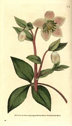 Bleg eller sort julerose - Bleg eller purpurfarvet julerose, Helleborus lividus. Håndkoloreret kobberstik efter en botanisk illustration af James Sowerby fra William Curtis
