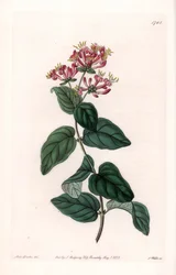 Herb variete - Plade graveret af S.Watts, fra en illustration af Sarah Anne Drake (1803-1857), fra Botanical Register of Sydenham Edwards (1768-1819), England