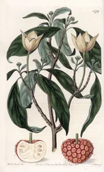Himalaya Dogwood - Indgraveret tavle af S.Watts, fra en illustration af Sarah Anne Drake (1803-1857), fra Botanical Register of Sydenham Edwards (1768-1819), England