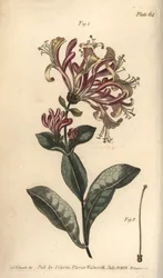 Honeysuckle, Lonicera caprifolium, Monogynia. Håndfarvet kobberstik af F. Sansom af en botanisk illustration af Sydenham Edwards til William Curtis