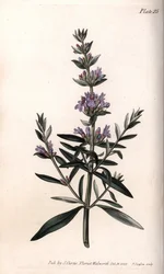 Isop eller officiel isop. Farvet kobberstik, illustration af Sydenham Edwards (1768-1819) til Conferences of Botanical, Botanical Garden of Lambeth (England)