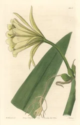 Ismene, Narcissus eller påskelilje fra Peru - Strong Water af S. Watts fra en illustration af Sarah Anne Drake (1803-1857), fra det botaniske register