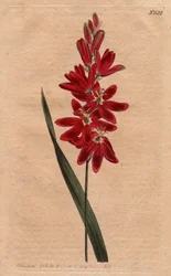 Ixia crimson eller gammel blomst, mørk ecarlate farve. Crimson ixia eller spredningsblomstret ixia med dybe karmosinrøde blomster. Ixia patens. Håndfarvet kobberstik fra en botanisk illustration af Sydenham Edwards fra William Curtis