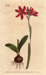 Ixia pink. af den sydafrikanske liljefamilie, beskrevet med løg og blade. Rose farvet ixia, en smuk lyserød blomst af liljefamilien fra Sydafrika, vist med løg og blade til venstre. Ixia latifolia (Ixia capillaris). Håndfarvet kobberplade en