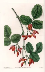 Kennedia macrophylla, plante hjemmehørende i Australien, sjældne truede arter - Plade indgraveret af S. Watts, fra en illustration af Sarah Anne Drake (1803-1857), fra Botanical Register of Sydenham Edwards (1768-1819), England
