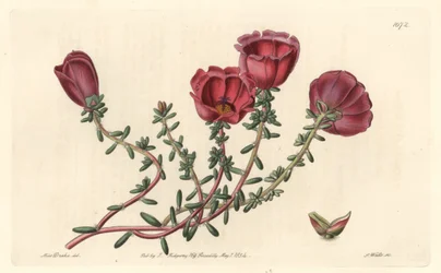Storblomstret portulak eller elleve-timers ridder, hjemmehørende i Chile - S. Watts stærkt vand fra en illustration af Sarah Anne Drake (1803-1857), fra det botaniske register