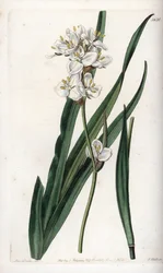 Libertia, endemisk for Chile - graveret af S.Watts, fra en illustration af Sarah Anne Drake (1803-1857), fra Botanical Register of Sydenham Edwards (1768-1819), England