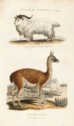 Langhornet ged og lama