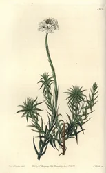 Langbladet sphenotoma, Sphenotoma capitatum. Håndfarvet kobberstik af S. Watts efter en illustration af Miss Sarah Drake fra Sydenham Edwards