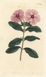 Madagaskar Periwinkle - Madagaskar Periwinkle, Catharanthus roseus (Vinca rosea). Håndfarvet kobberstik af Sansom efter en illustration af Sydenham Edwards fra William Curtis