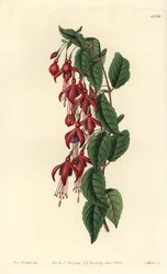 Magellan fuchsia - Hummingbird fuchsia, Fuchsia magellanica (Ballonblomstret fuchsia, Fuchsia globosa). Håndfarvet kobberstik af S. Watts efter en illustration af Miss Sarah Drake fra Sydenham Edwards