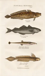 Havfisk i europæiske kystfarvande