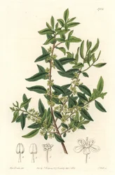 Maytenus boaria (maiten), endemisk til Central- og Sydamerika - Stærkt vand af S. Watts fra en illustration af Sarah Anne Drake (1803-1857), fra det botaniske register