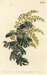 Mimosa - Dunet, Acacia pubescens, sårbar (Hårstammet mimosa, Mimosa pubescens). Håndfarvet kobberstik af F. Sansom Jr. efter en illustration af Sydenham Edwards fra William Curtis