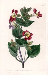Mimule-varietet, kaldet abeblomst eller moskusblomst - Indgraveret tavle af S.Watts, fra en illustration af Sarah Anne Drake (1803-1857), fra Botanical Register of Sydenham Edwards (1768-1819), England