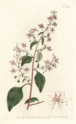 Myggeblomst eller mexicansk lopezia, Lopezia racemosa. Håndfarvet kobberstik af Sansom efter en illustration af Sydenham Edwards fra William Curtis