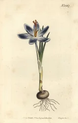 Bjergkrokus, Crocus serotinus. Håndfarvet kobberstik af F. Sansom Jr. efter en illustration af Sydenham Edwards fra William Curtis