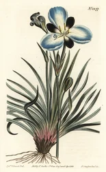 Sørgeblomstret Aristea, Aristea lugens (Aristea melaleuca). Håndfarvet kobberstik af F. Sansom Jr. efter en illustration af Sydenham Edwards fra William Curtis