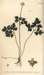 Moskusrod, Adoxa moschatellina, Tetragynia, blomst 1 og pistilla 2,3. Håndfarvet kobberstik af F. Sansom af en botanisk illustration af Sydenham Edwards til William Curtis