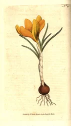 Napoli krokus eller forårskrokus, forårskrokus - forårskrokus, krokus vernus. Håndfarvet kobberstik efter en botanisk illustration af Sydenham Edwards fra William Curtis