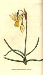 Narcissus - Reflekseret påskelilje, Narcissus triandrus. Håndfarvet kobberstik efter en botanisk illustration af James Sowerby fra William Curtis