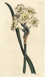 Narcissus en buket - bundtblomstret påskelilje, Narcissus tazetta (Bleg-cupped white garden narcissus; Narcissus orientalis) - Håndfarvet kobberstik af F. Sansom Jr. efter en illustration af Sydenham Edwards fra William Curtis