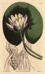 Nenuphar har en stor hvid blomst foran hele sit runde blad. Kopblomstret åkande med stor hvid blomst foran rund liljepude. Nymphaea nitida. Håndfarvet kobberstik fra en botanisk illustration af Sydenham Edwards fra William