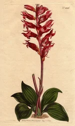 Neottie-orkidé med frostblomst, pink og crimson farve, hjemmehørende i Jamaica. Frostet blomstret neottia, med karmosinrøde og lyserøde blomster, hjemmehørende i Jamaica. Stenorhynchus squamulosus (Neottia orchioides) Håndfarvet kobberstik fra en botanisk 